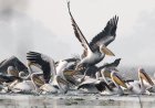 The Ultimate Guide to Understanding a Pelicans Behavior