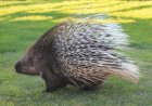 10 Fascinating Facts About Porcupines: Nature’s Quill-Covered Defenders