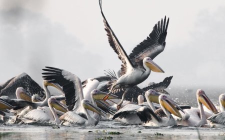 The Ultimate Guide to Understanding a Pelicans Behavior