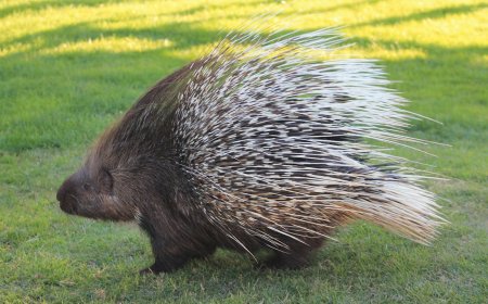 10 Fascinating Facts About Porcupines: Nature’s Quill-Covered Defenders