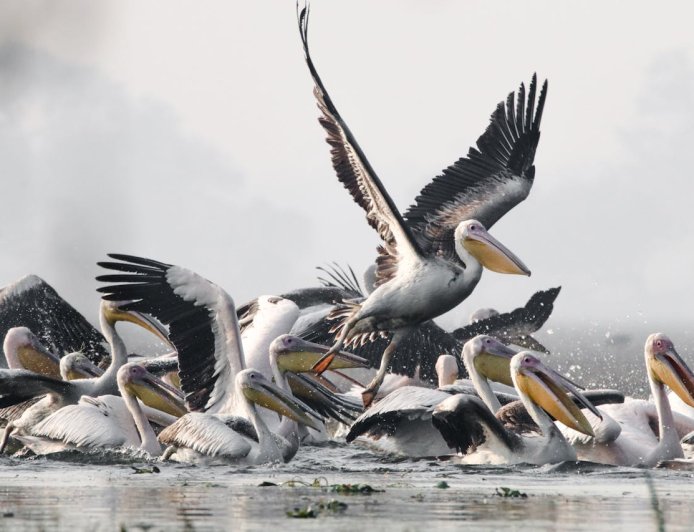 The Ultimate Guide to Understanding a Pelicans Behavior