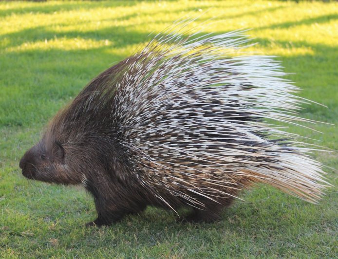 10 Fascinating Facts About Porcupines: Nature’s Quill-Covered Defenders