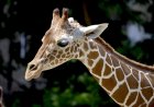 Fascinating Facts About Giraffes: Nature’s Tallest Land Animals