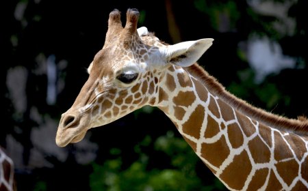 Fascinating Facts About Giraffes: Nature’s Tallest Land Animals
