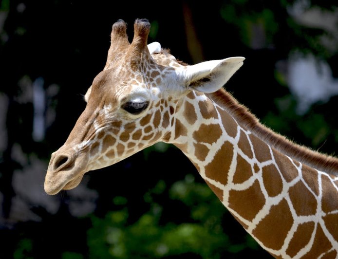 Fascinating Facts About Giraffes: Nature’s Tallest Land Animals