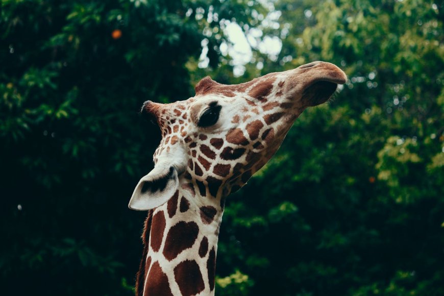 What Do Giraffes Eat?