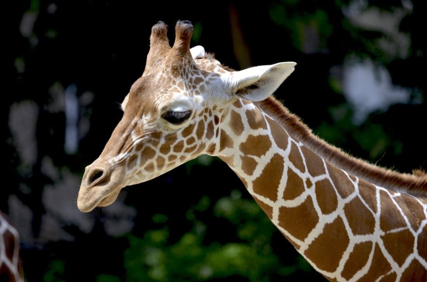 Do Giraffes Sleep Standing Up?