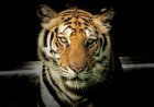 The Majestic Tiger: Facts, Habitat, and Conservation Efforts to Save This Endangered Species