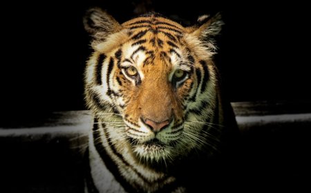 The Majestic Tiger: Facts, Habitat, and Conservation Efforts to Save This Endangered Species