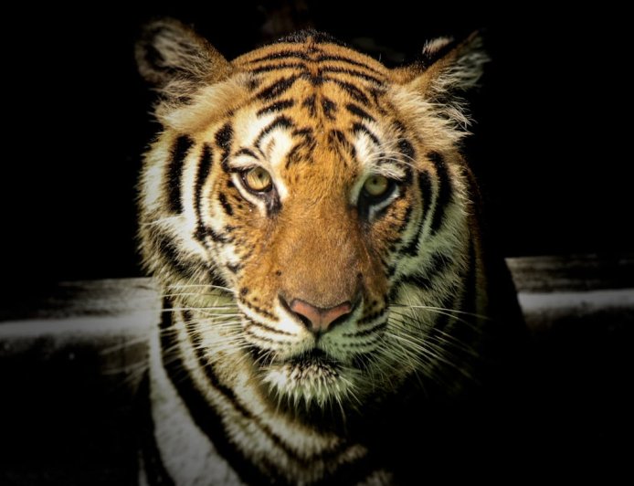 The Majestic Tiger: Facts, Habitat, and Conservation Efforts to Save This Endangered Species